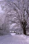 Scenery-Winter 70-30-00852