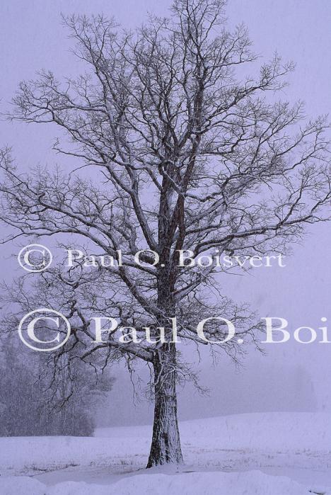 Scenery-Winter 70-30-02855